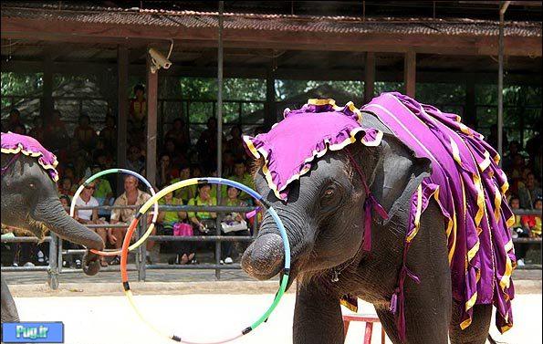 نمایش فیل ها در تایلند شماره 2