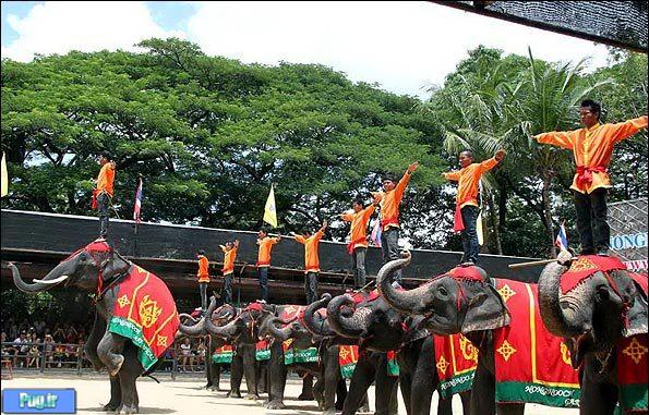 نمایش فیل ها در تایلند شماره 2