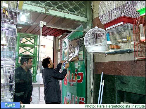 نصب پوسترهای حفاظت از سمندر امپراطور در مراکز فروش ماهی های تزئینی تهران