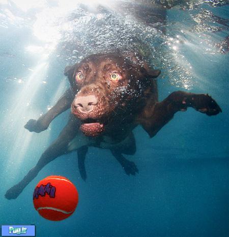 Diving Dogs by Seth Casteel