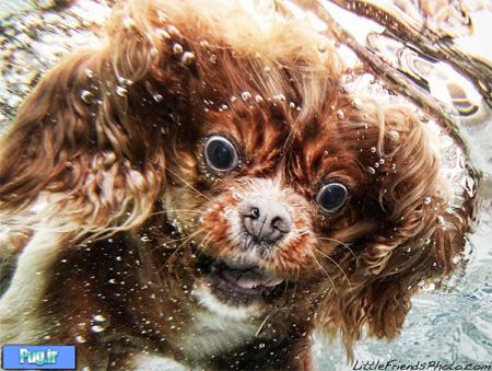 Seth Casteel Underwater Dog Photography