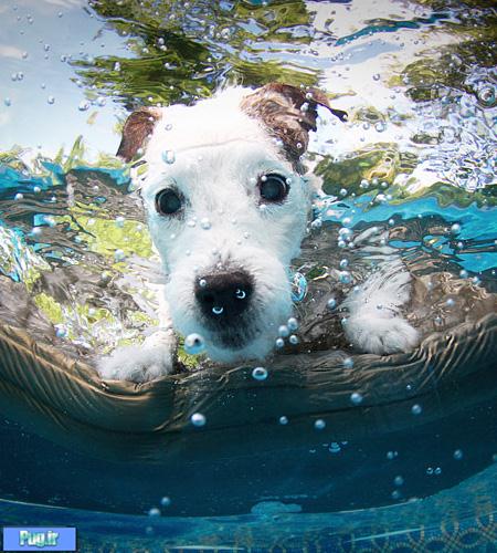 Dogs Can Swim