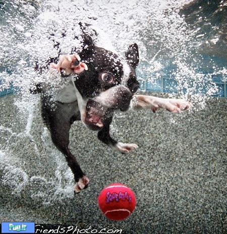 Swimming Dogs Photos