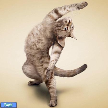 Adorable Cat Yoga