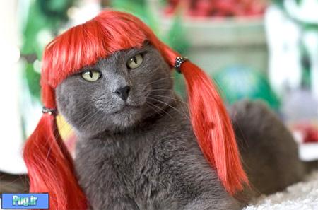Cat in a Wig