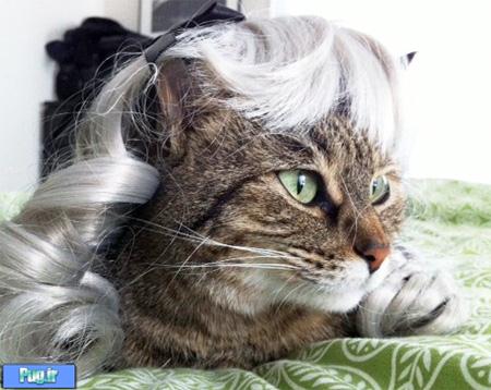 Kitten Wig