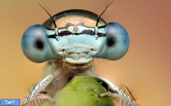 damselfly one 600x374 Dew Soaked Insects Photographed by Ondrej Pakan