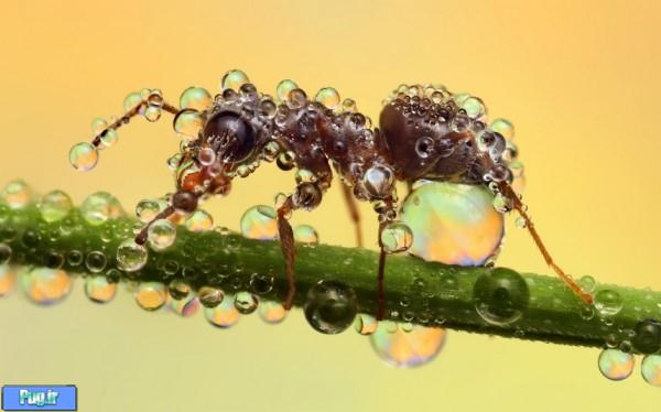 ant 600x374 Dew Soaked Insects Photographed by Ondrej Pakan