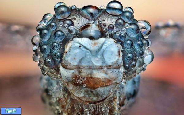 damselfly head 600x374 Dew Soaked Insects Photographed by Ondrej Pakan