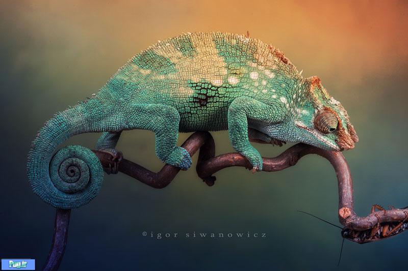 Chameleon Pictures1 Amazing Chameleon Photo Manipulation by By Igor Siwanowicz