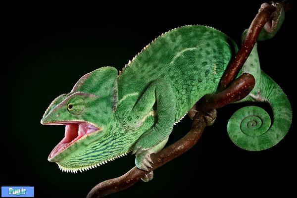Chameleon Pictures12 Amazing Chameleon Photo Manipulation by By Igor Siwanowicz