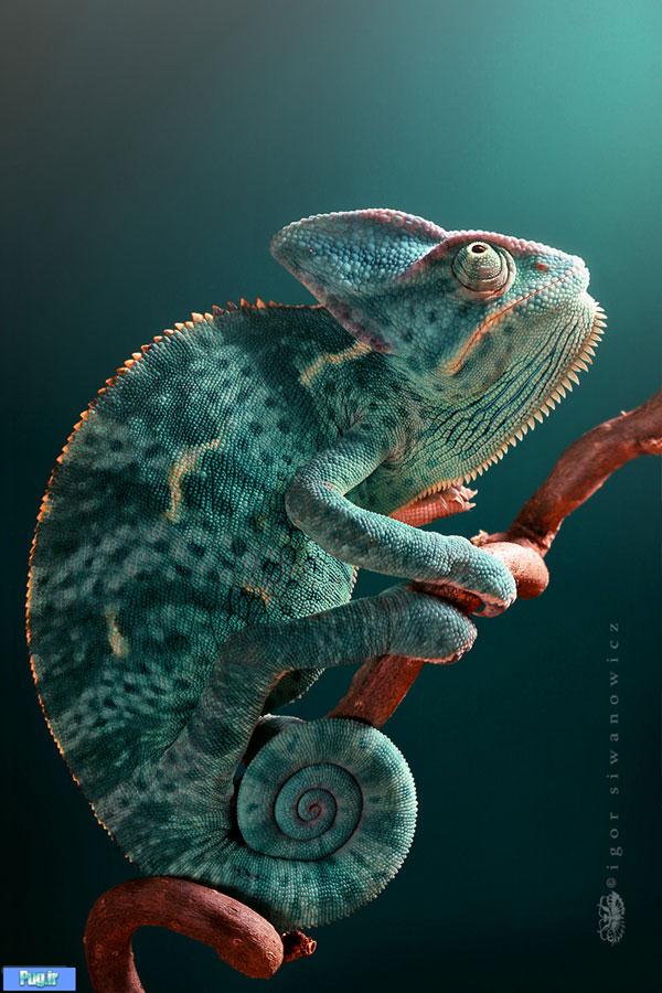 Chameleon Pictures3 Amazing Chameleon Photo Manipulation by By Igor Siwanowicz