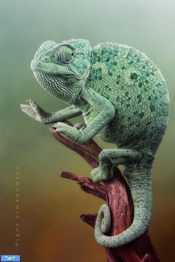 Chameleon Pictures6 Amazing Chameleon Photo Manipulation by By Igor Siwanowicz