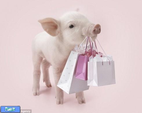 Piglet Photography 1 490x391 Pink Piglet Portraits by Wildside