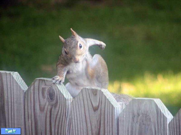 parkour-squirrel-jumping-over-fence.jpg (600×450)