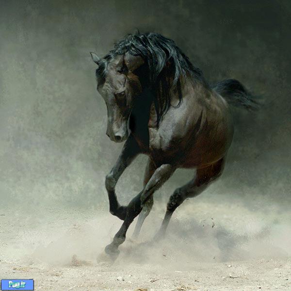عکس های زیبا از اسب کار Wojtek Kwiatkowski