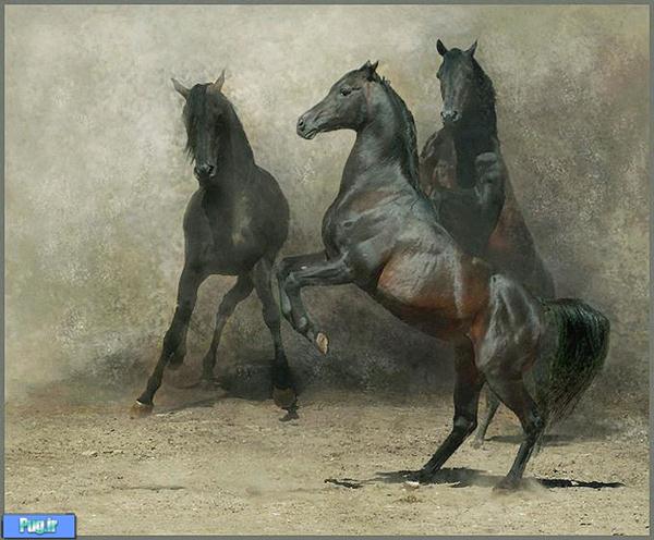 عکس های زیبا از اسب کار Wojtek Kwiatkowski