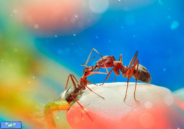 عکس برداری از حشرات با لنز ماکرو