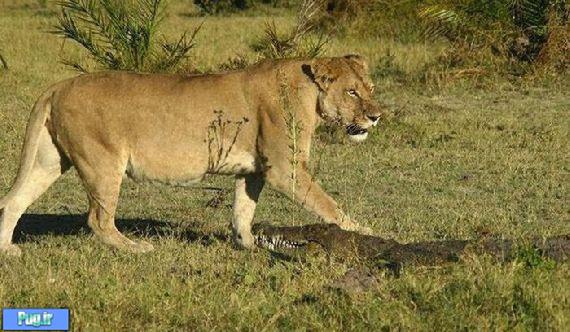 نبرد شیر ها با تمساح