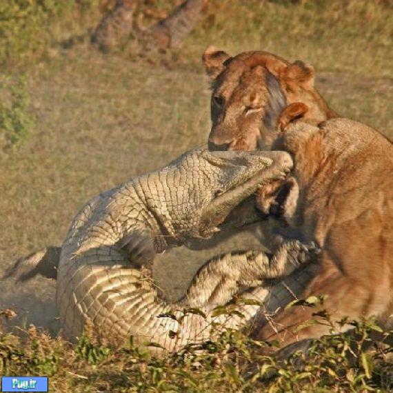 نبرد شیر ها با تمساح