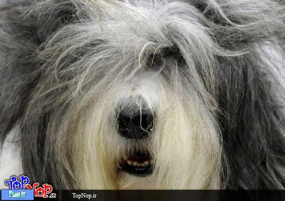 عکس هایی بامزه از مسابقات شوی سگ