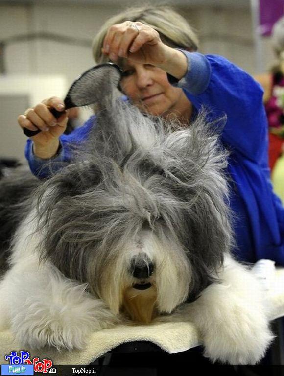 عکس هایی بامزه از مسابقات شوی سگ