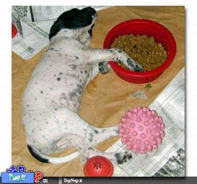 سگ ها عاشق غذا هستند
