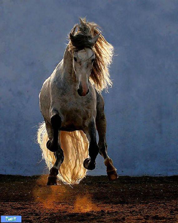 عکس بسیار زیبا از اسب 