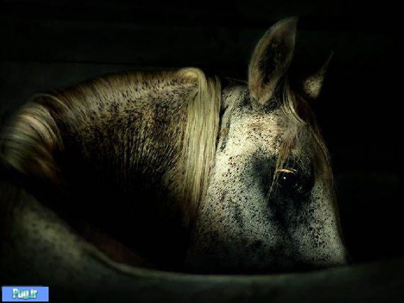 عکس بسیار زیبا از اسب 