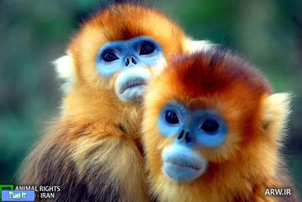 حفاظت از میمون‌های کمیاب در چین