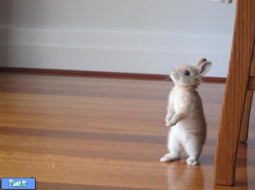 خرگوش هایی بسیار زیبا برای اینکه عاشقشون بشید 