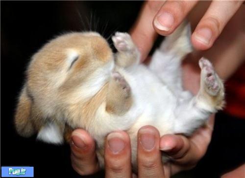 خرگوش هایی بسیار زیبا برای اینکه عاشقشون بشید 