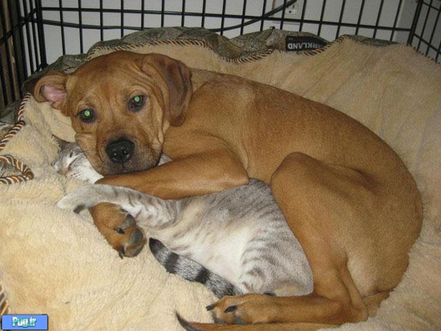 دوستی در حیوانات-عکس حیوانات