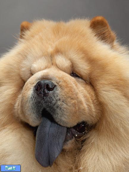 عکس های پرتره ای از نژاد های معروف سگ