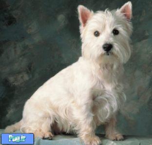 تریر سفید هایلند غربی ( West Highland White Terrier )