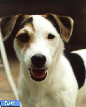 جک راسل تریر ( Jack Russell Terrier ) 