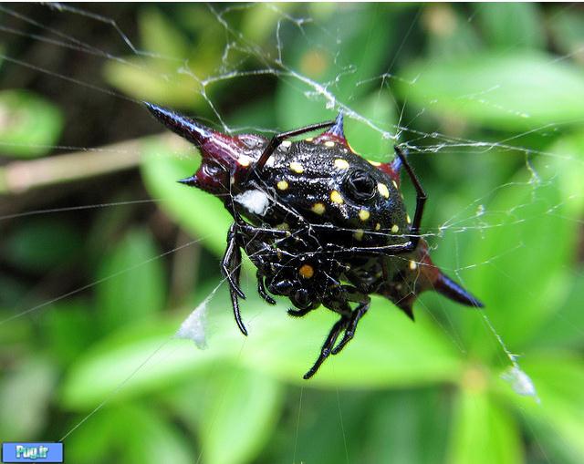  عنکبوت جواهری Jewel Spider 