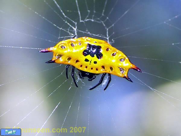  عنکبوت جواهری Jewel Spider 