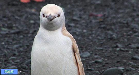 پنگوئن سفید کمیاب