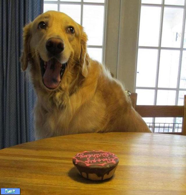 واکنش بامزه یک سگ به کیک روز تولدش 