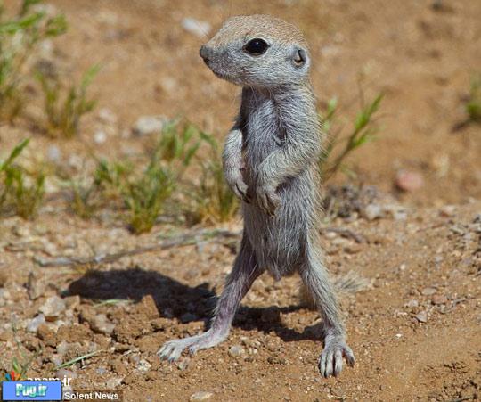 موش خرماهای بیابانی زیبا که برای نخستین بار از نقب مادرشان بیرون آمده اند / عکس