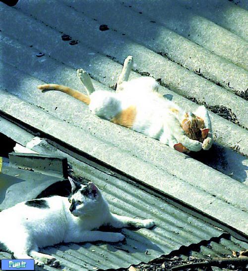 گالری عکس 27 فروردین گربه های خواب