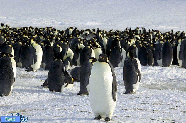 پنگوئن ها هم سرشماری شدند