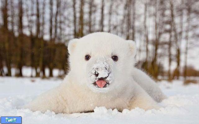 عکس هایی از بچه خرس قطبی  که دل شما را ذوب میکند