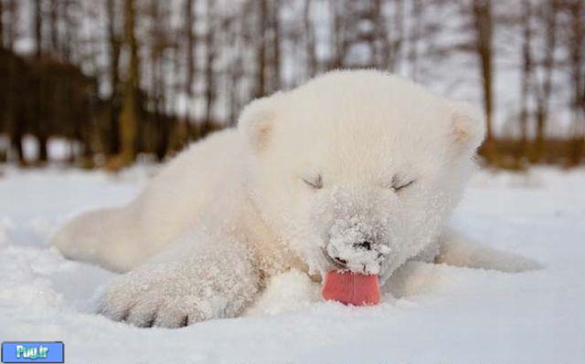 عکس هایی از بچه خرس قطبی  که دل شما را ذوب میکند