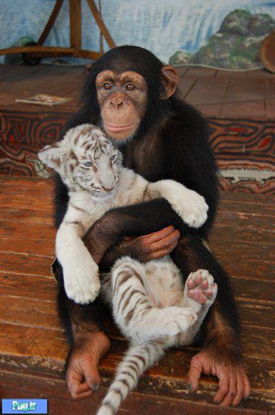 عشق در حیوانات وجود دارد تصویری