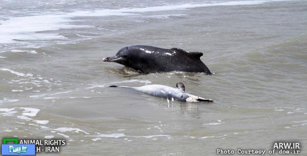 سوگواری یک دلفین ماده بر جسد نوزادش