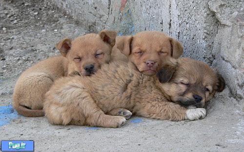 عکس های زیبا از خوابیدن حیوانات