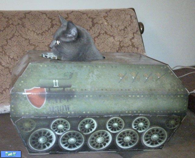گربه در تانک 