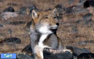 روباه تبتی